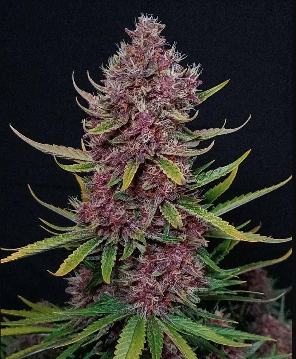 Ztrawberriez Auto — 5