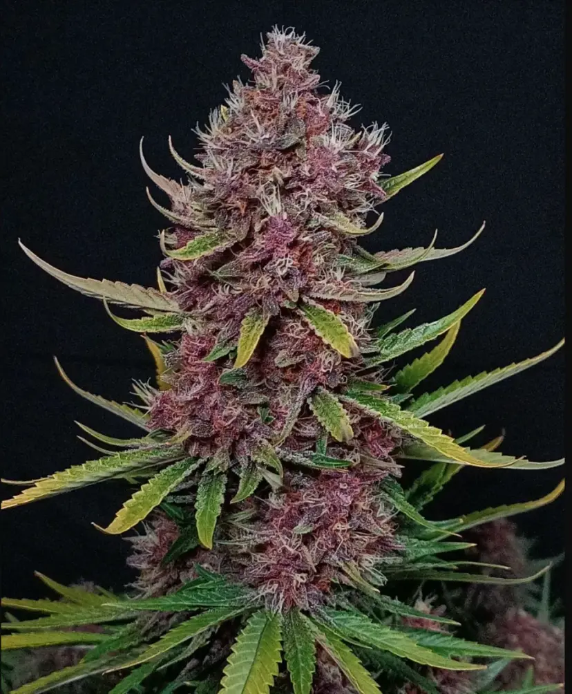Ztrawberriez Auto — 5