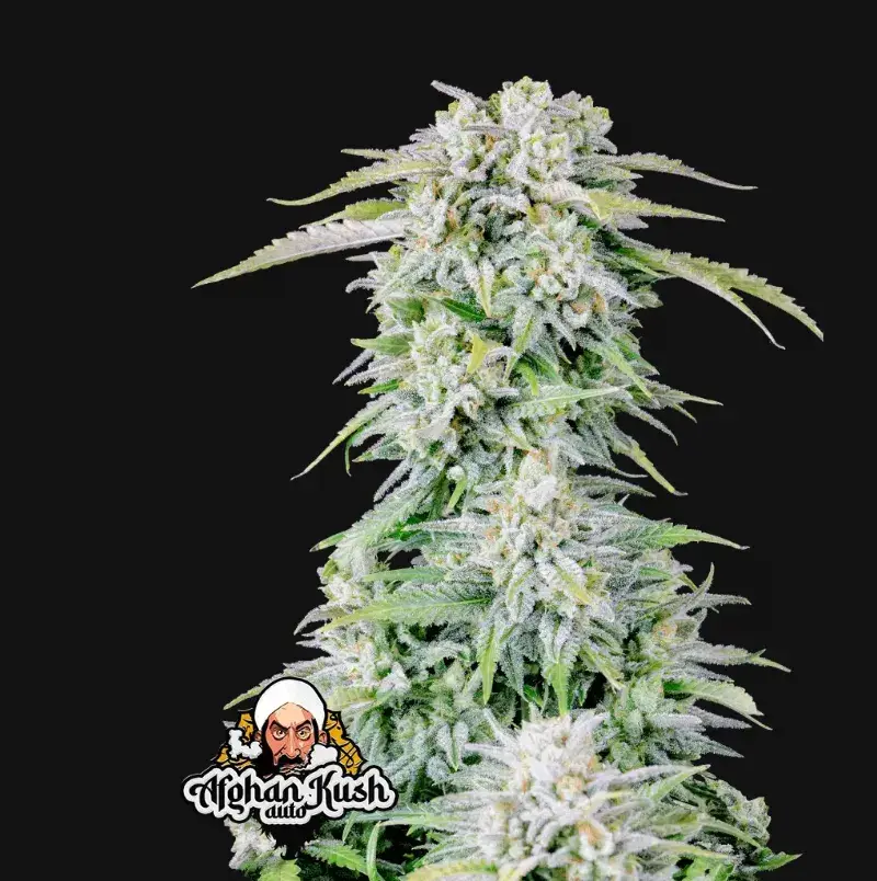 Afghan Kush Auto — 1