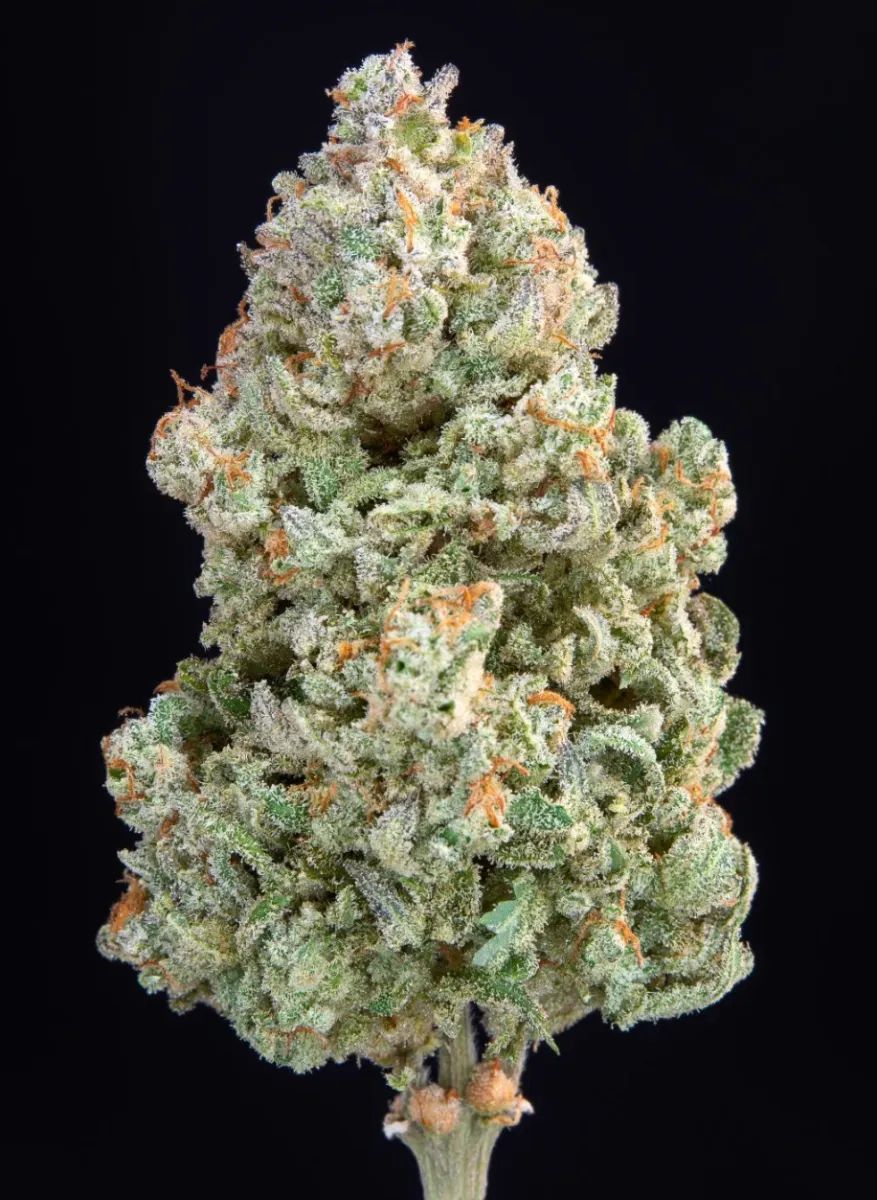 Afghan Kush Auto — 2