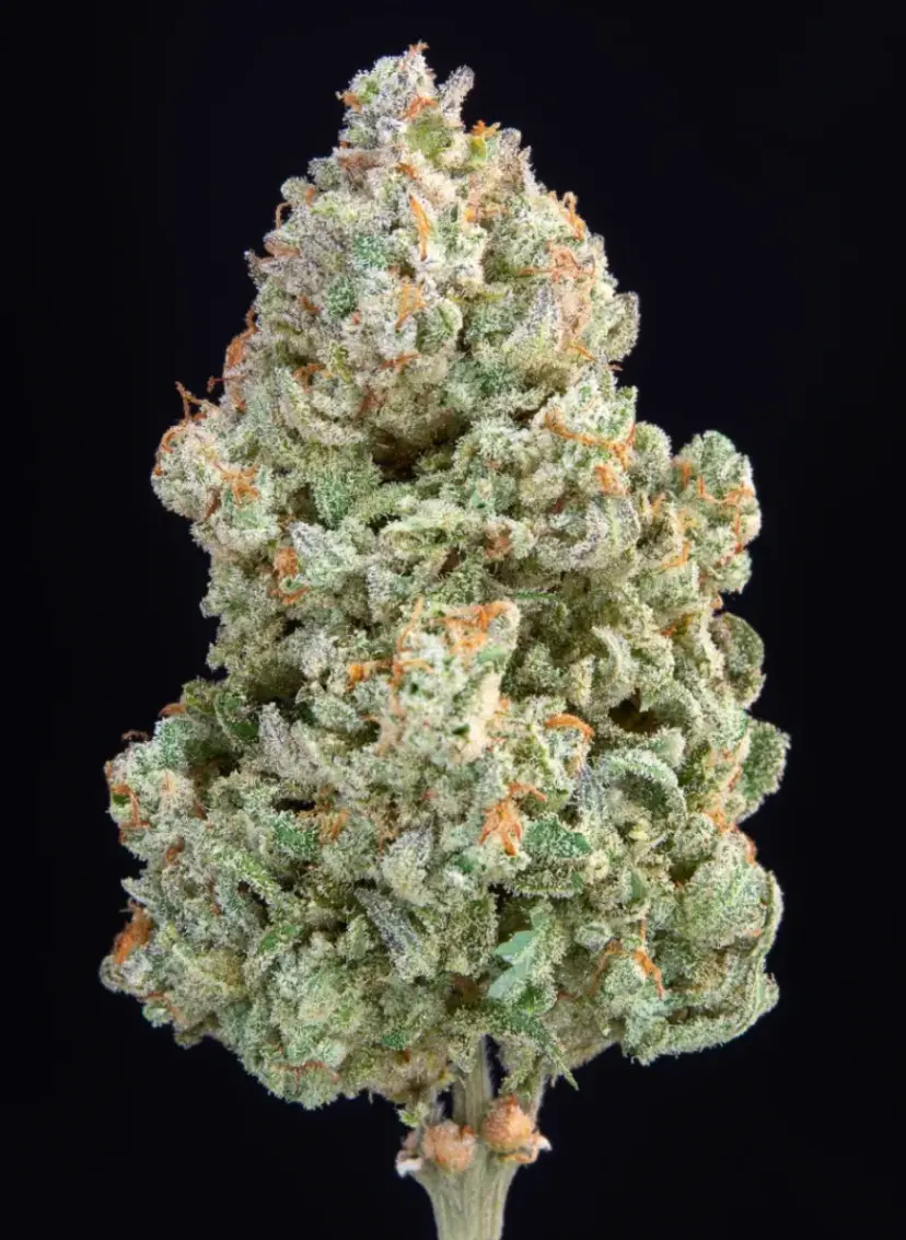 Afghan Kush Auto — 2
