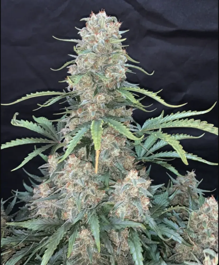 Afghan Kush Auto — 3