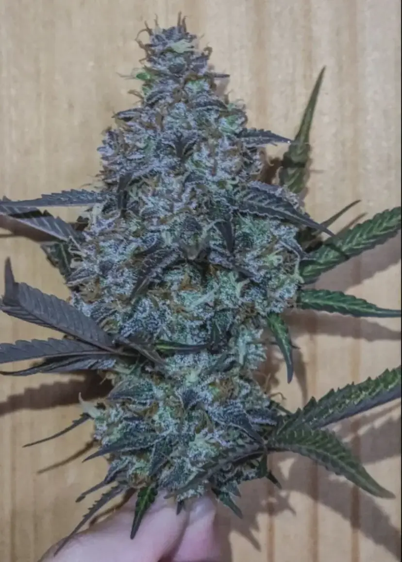 Afghan Kush Auto — 4