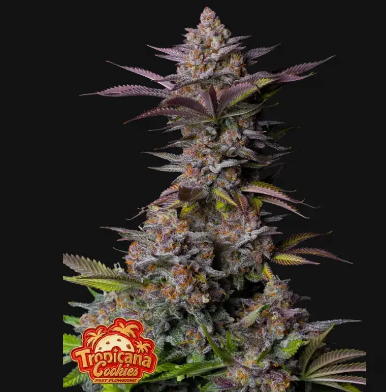 Tropicana Cookies FF — 1