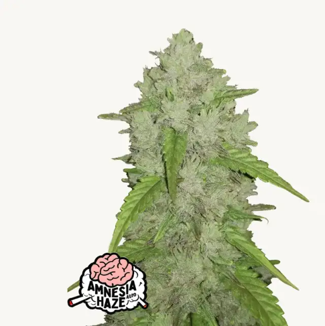 Amnesia Haze Auto — 1