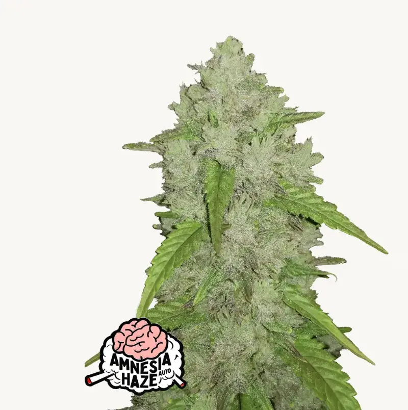 Amnesia Haze Auto — 1