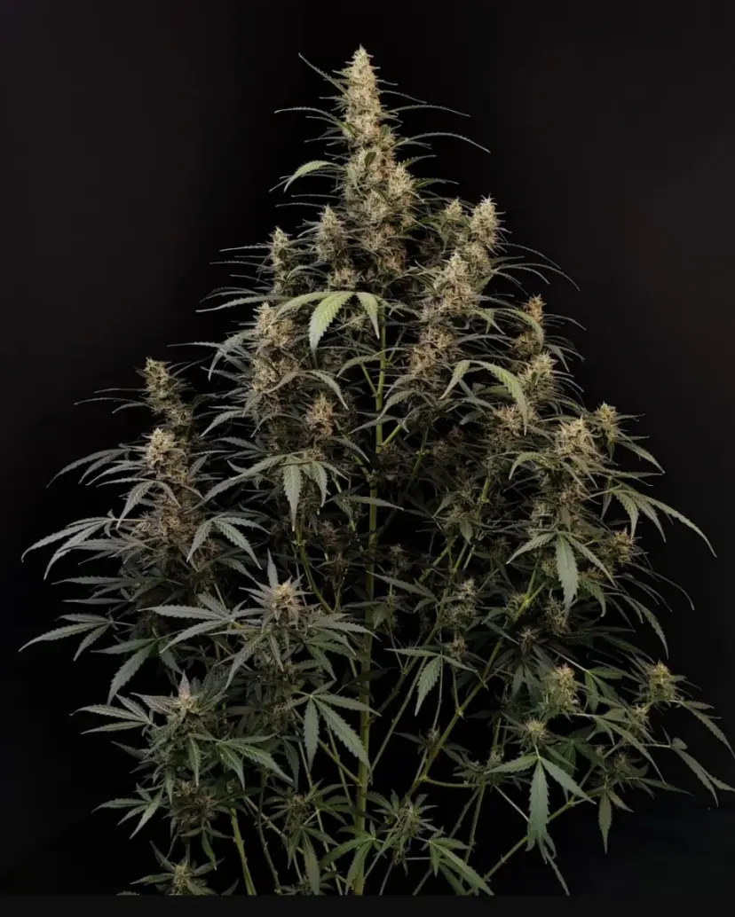 Amnesia Haze Auto — 2