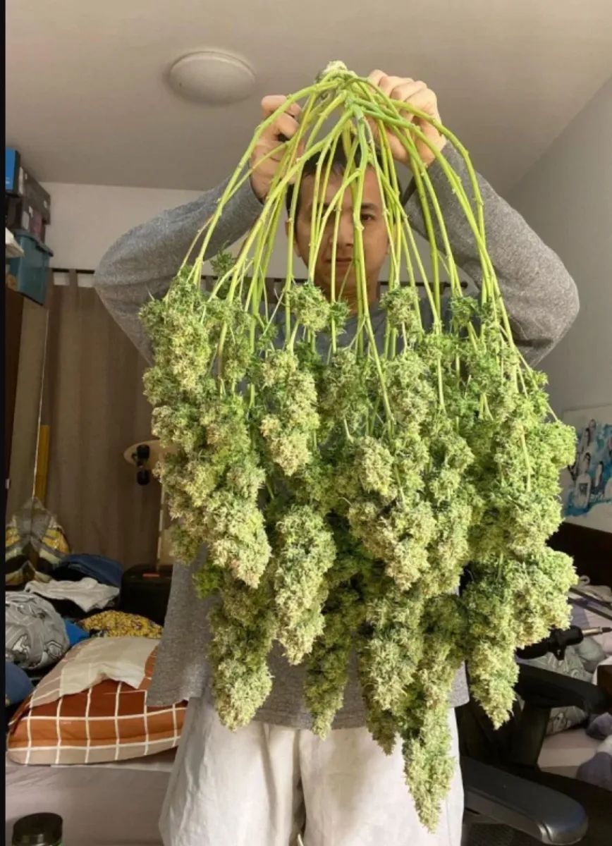 Amnesia Haze Auto — 3