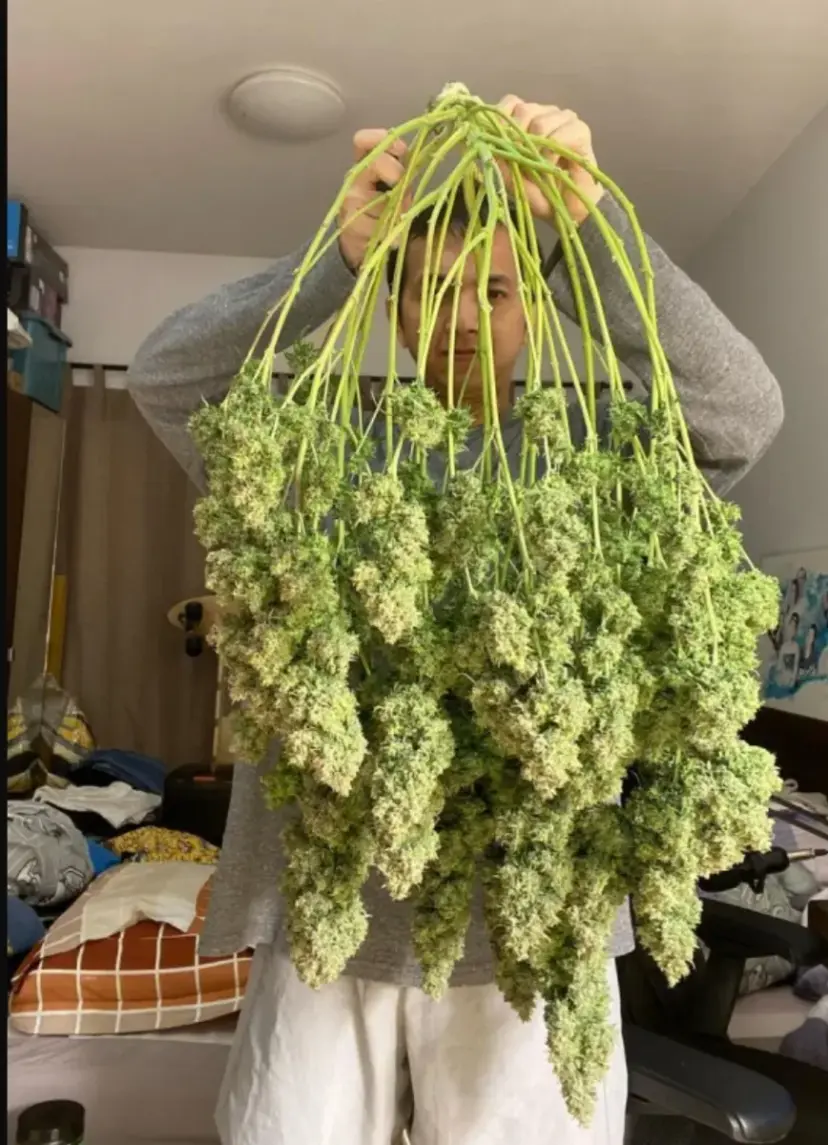 Amnesia Haze Auto — 3
