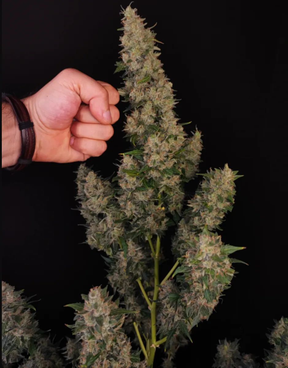 Amnesia Haze Auto — 4