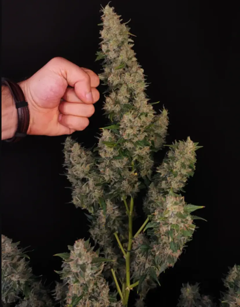 Amnesia Haze Auto — 4