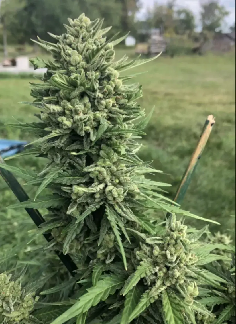 Amnesia Haze Auto — 5