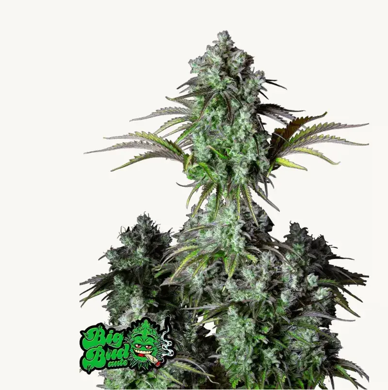 Big Bud Auto — 1