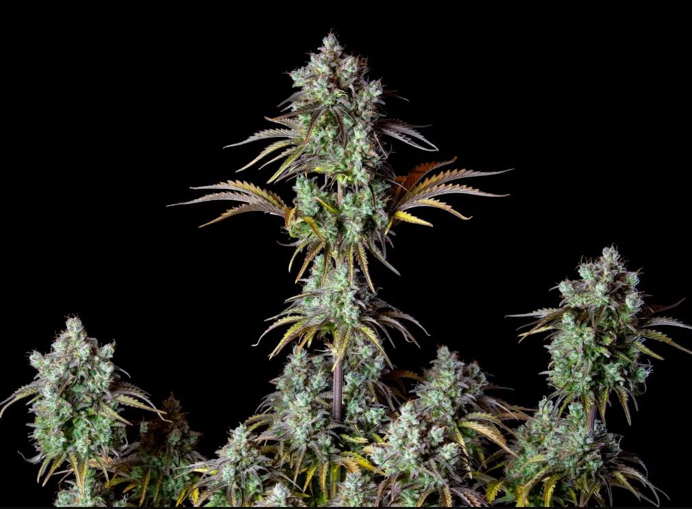 Big Bud Auto — 2