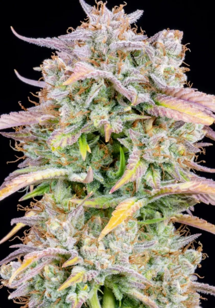 Big Bud Auto — 3
