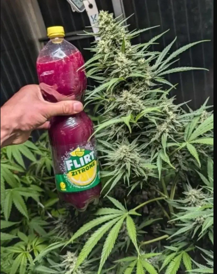 Big Bud Auto — 4