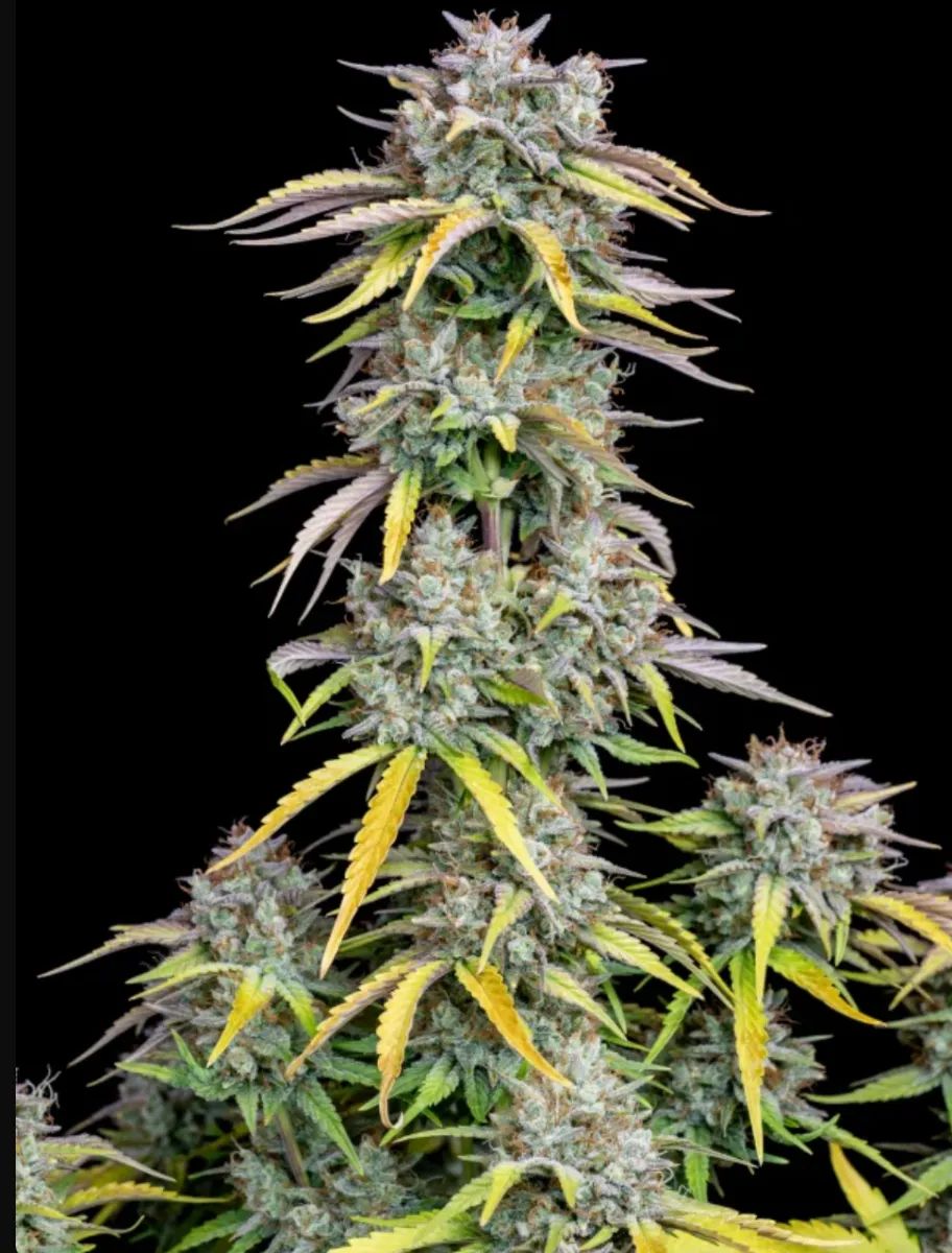 Big Bud Auto — 5