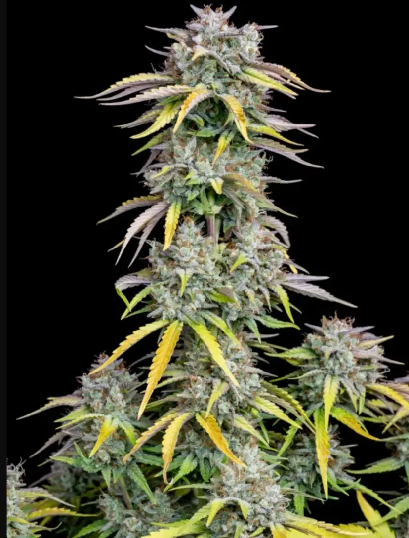 Big Bud Auto — 5