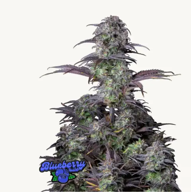 Original Auto Blueberry — 1