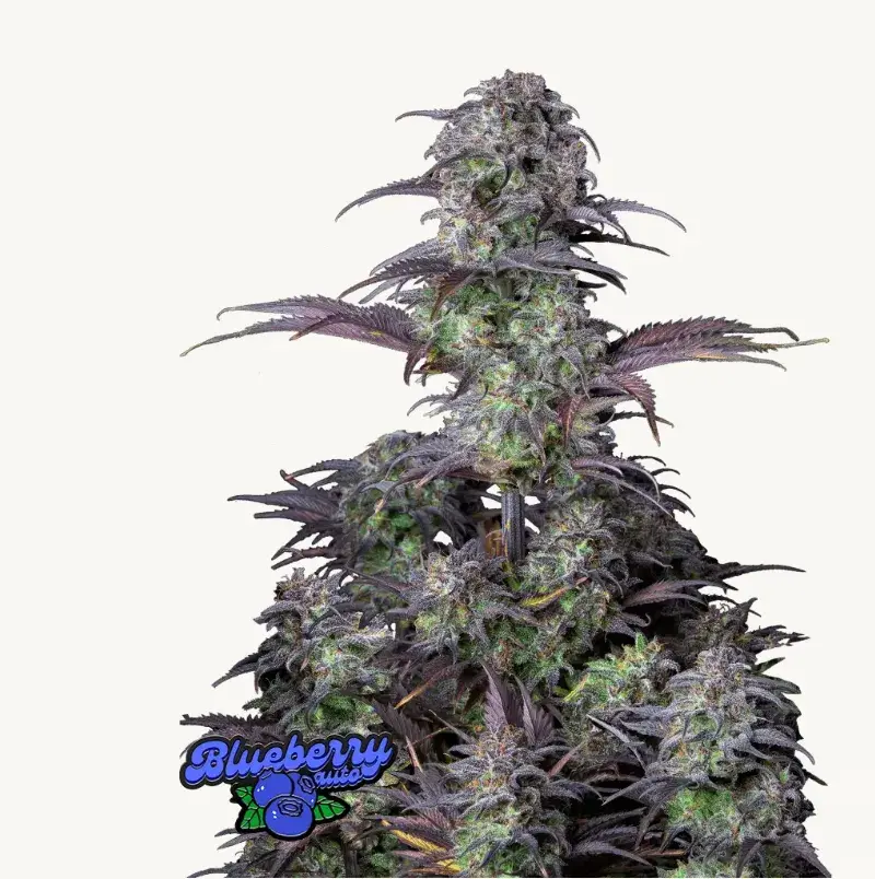 Original Auto Blueberry — 1