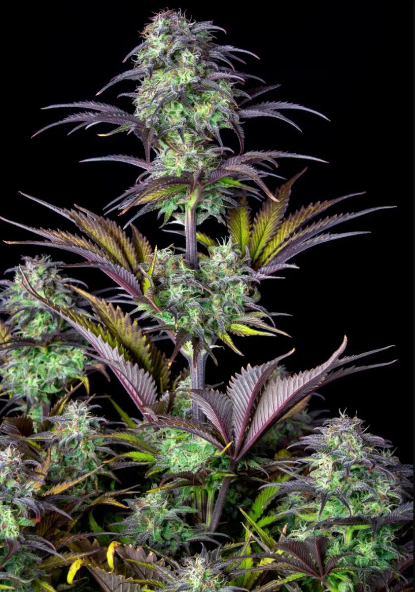 Original Auto Blueberry — 2