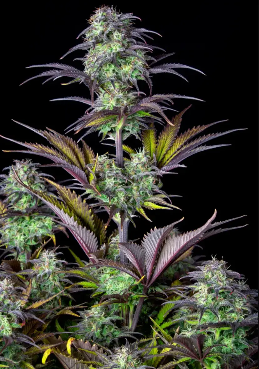 Original Auto Blueberry — 2