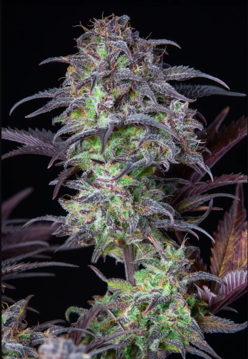 Original Auto Blueberry — 3