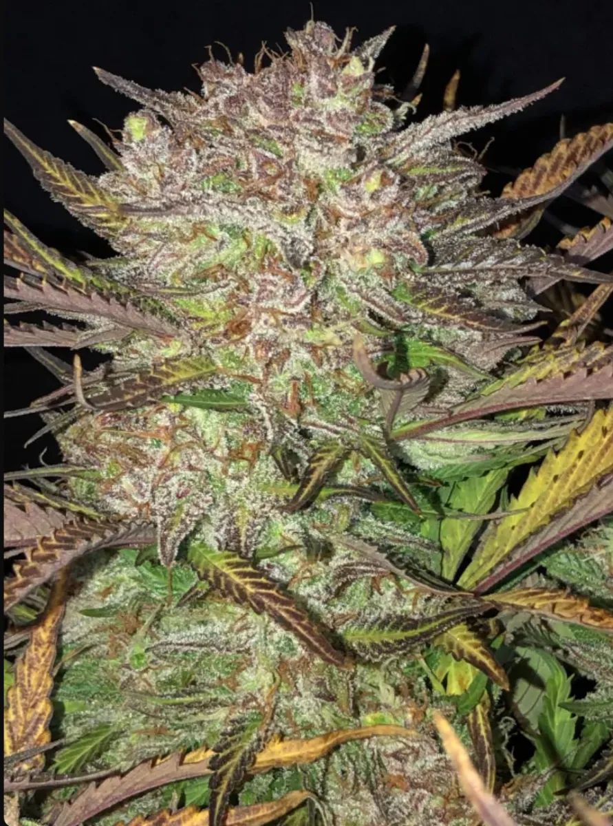 Original Auto Blueberry — 4