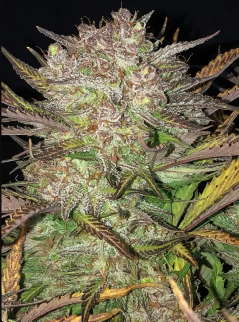 Original Auto Blueberry — 4