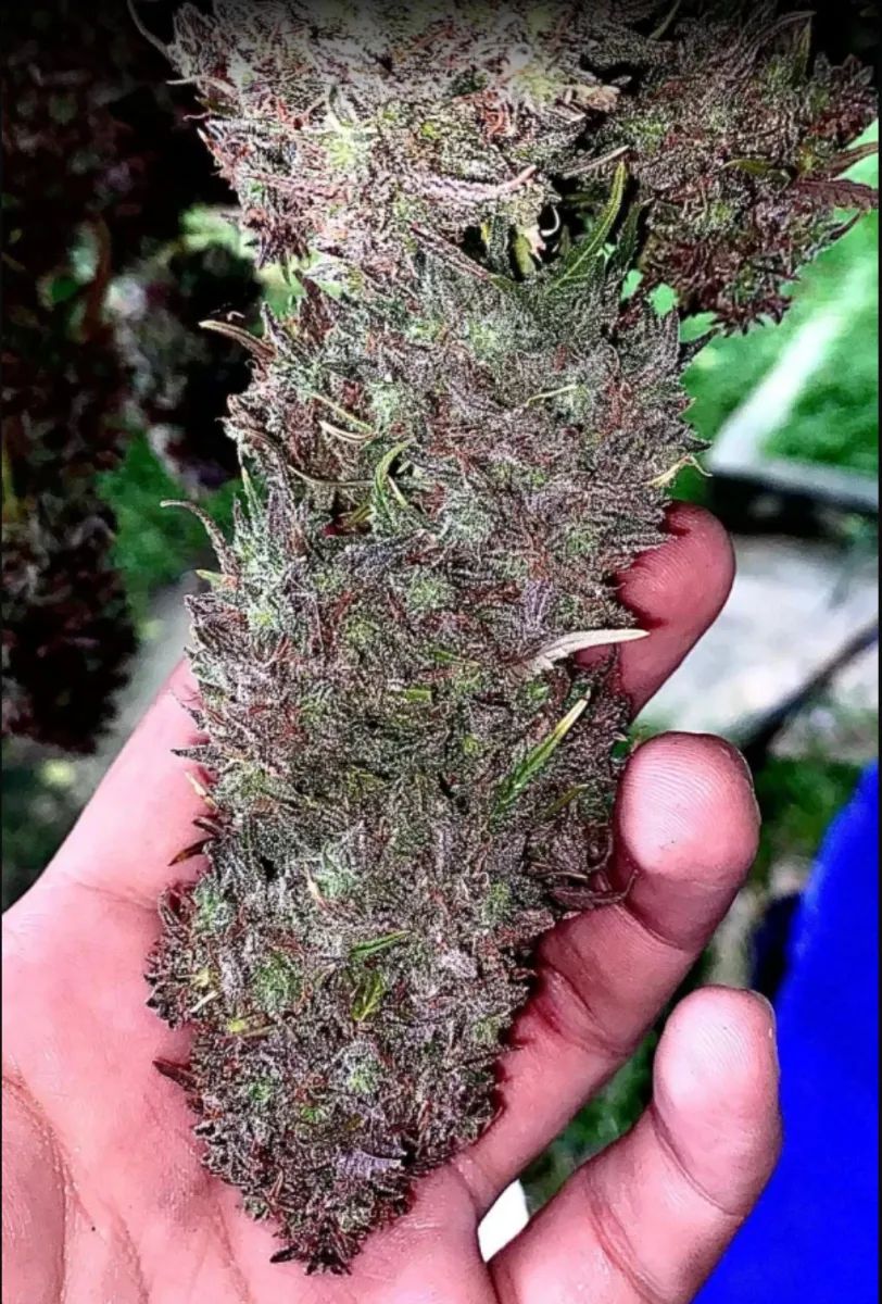 Original Auto Blueberry — 5
