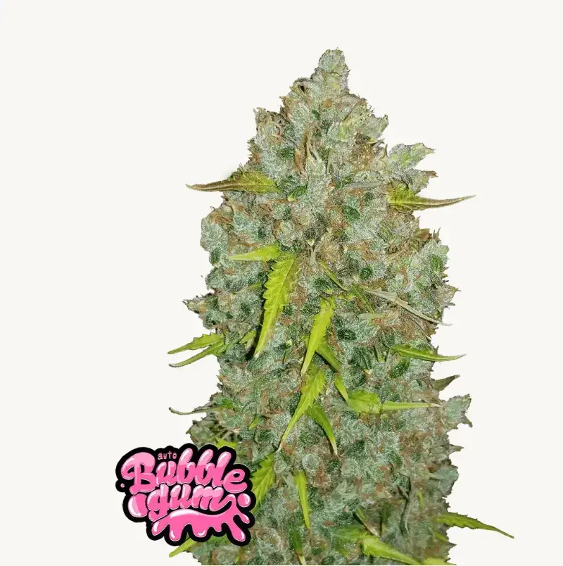 Bubble Gum Auto — 1