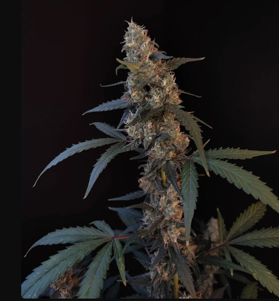 Bubble Gum Auto — 2