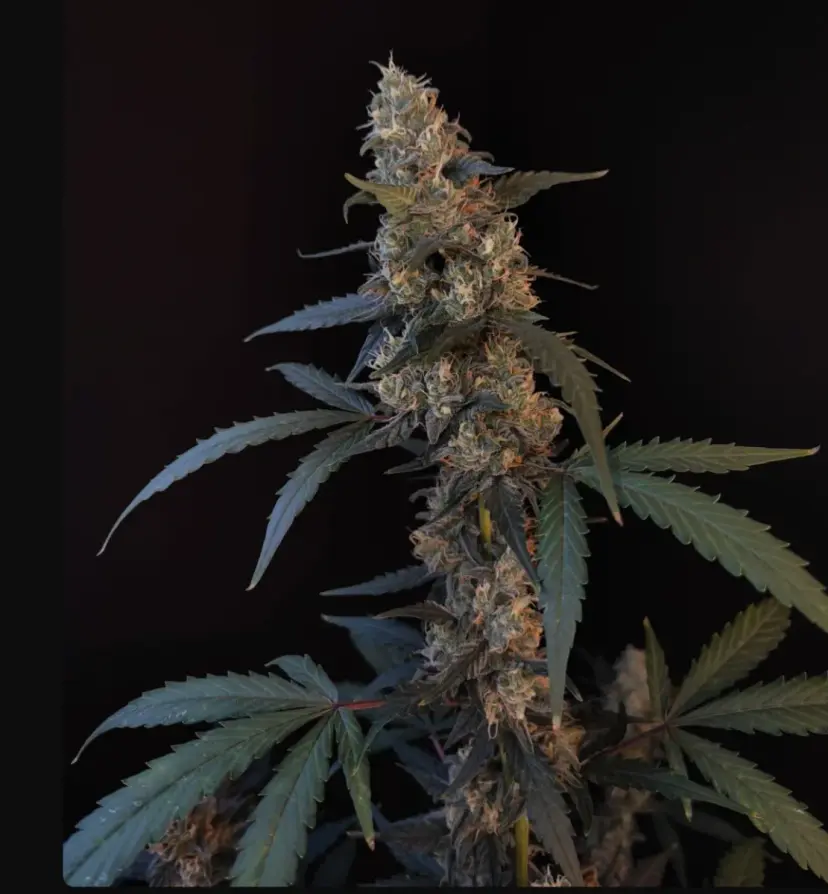Bubble Gum Auto — 2