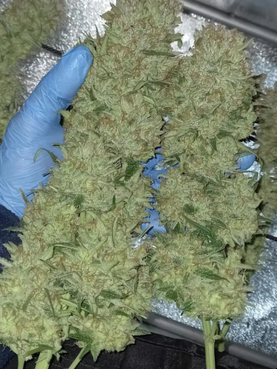 Bubble Gum Auto — 3