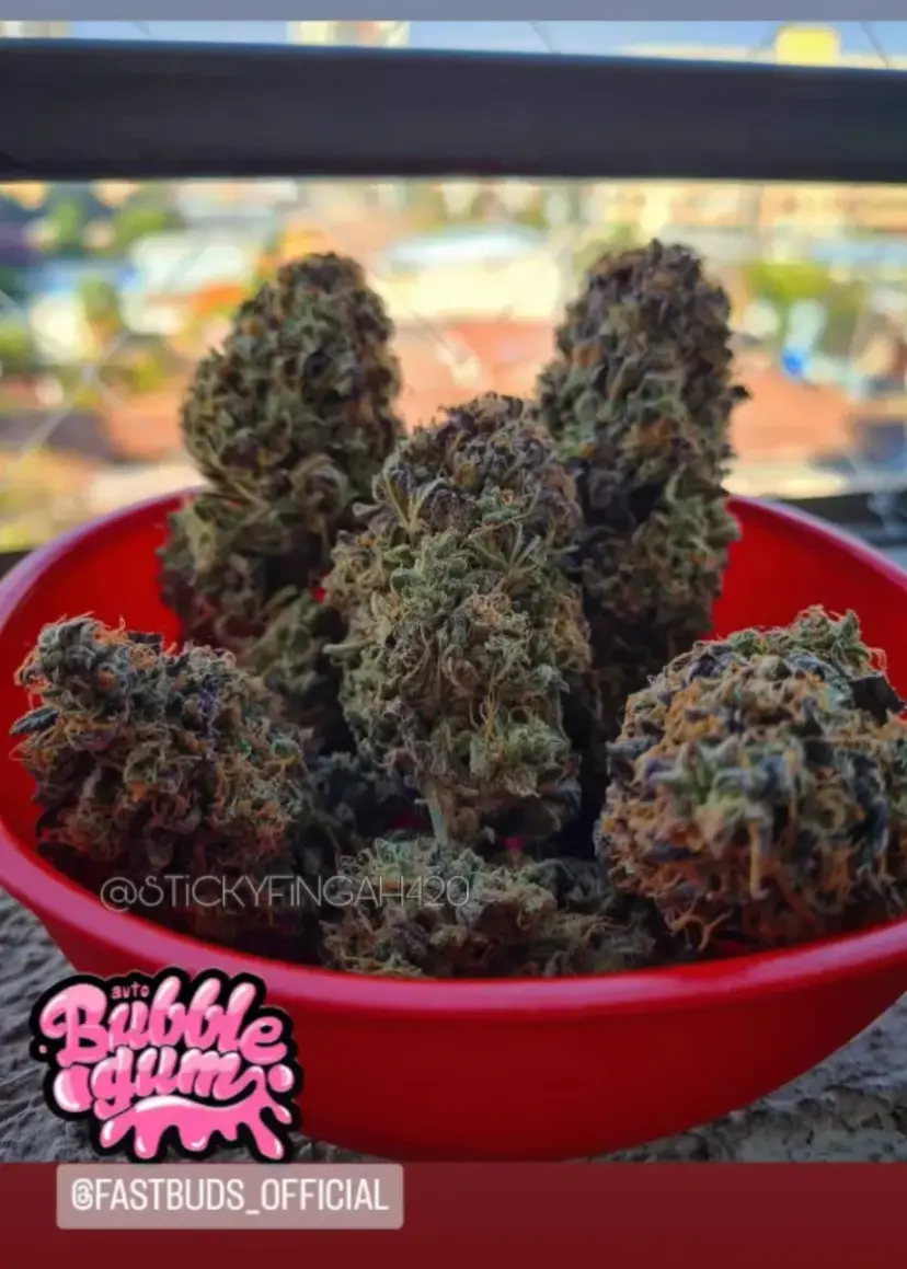 Bubble Gum Auto — 4