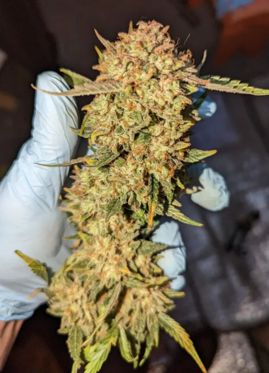 Bubble Gum Auto — 5