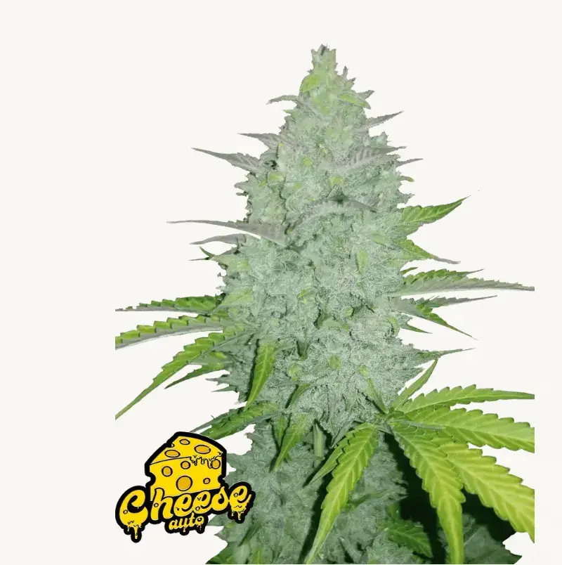 Cheese Auto — 1