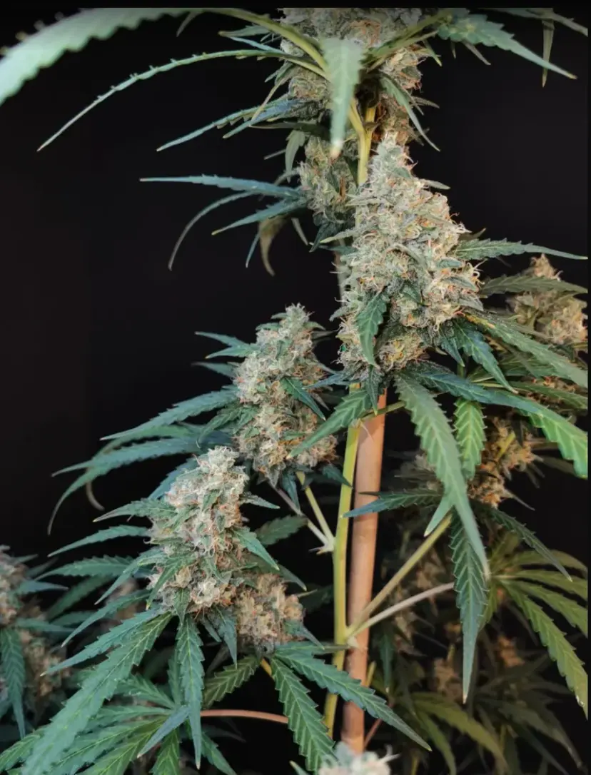 Cheese Auto — 2