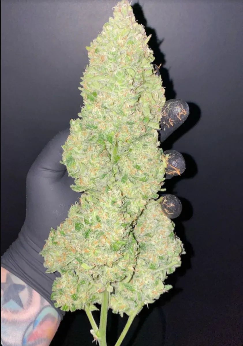 Cheese Auto — 3