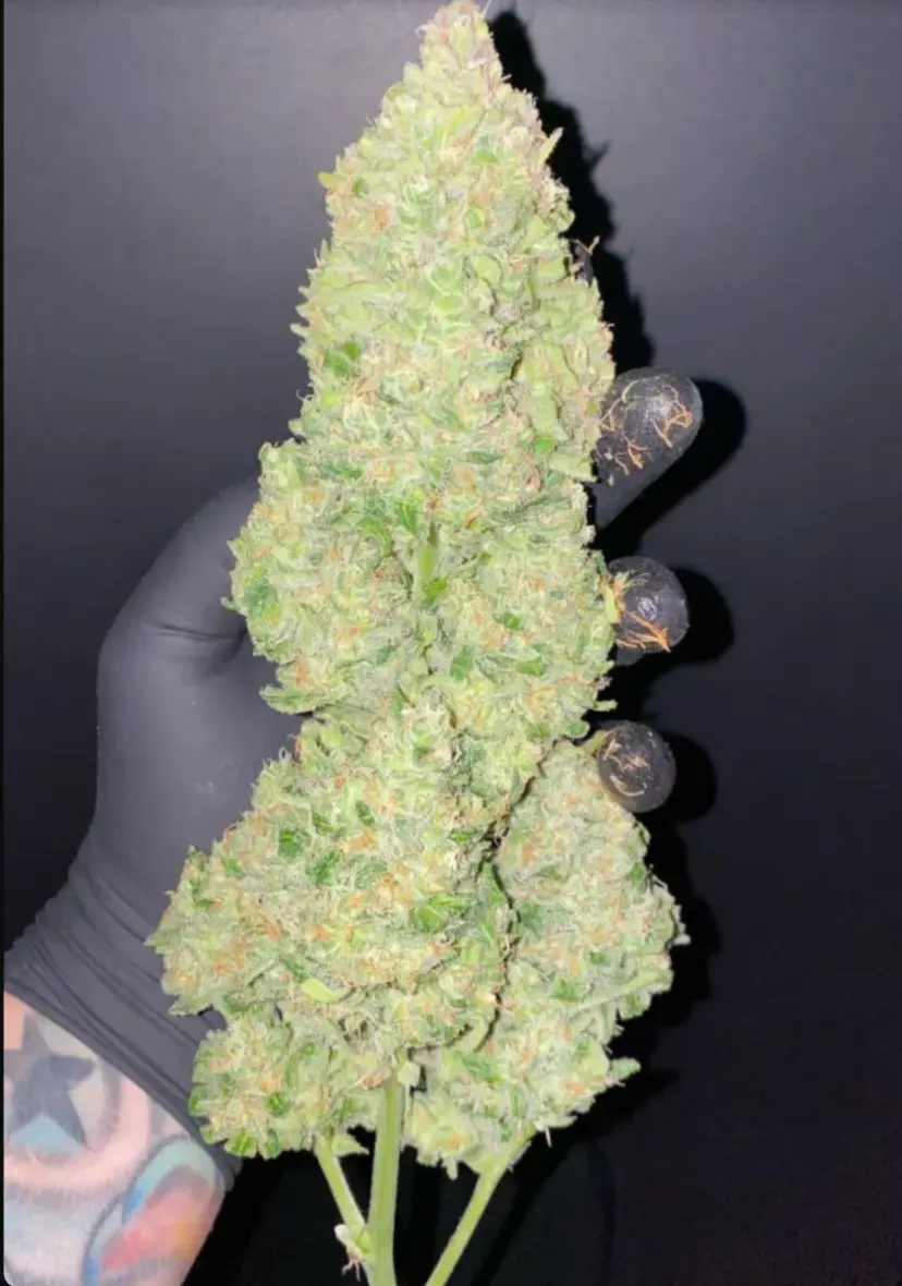 Cheese Auto — 3