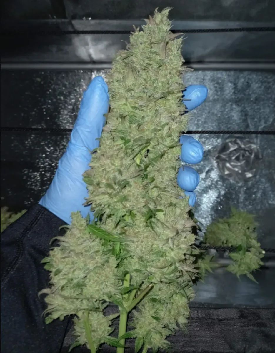 Cheese Auto — 4
