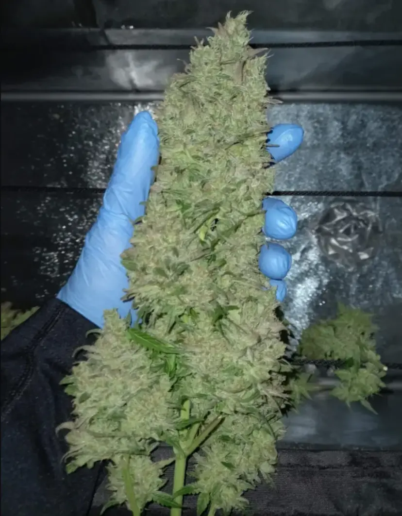 Cheese Auto — 4