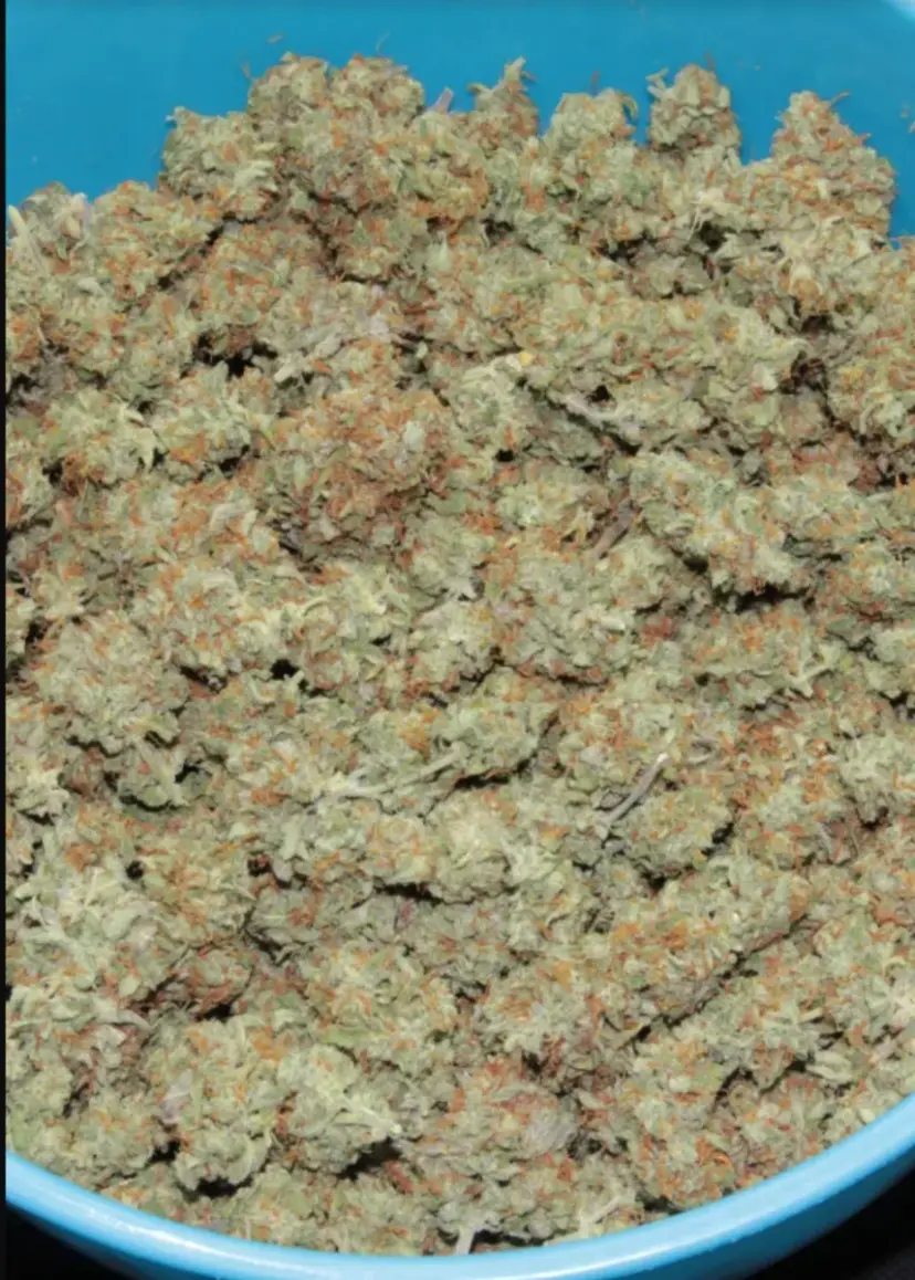 Cheese Auto — 5