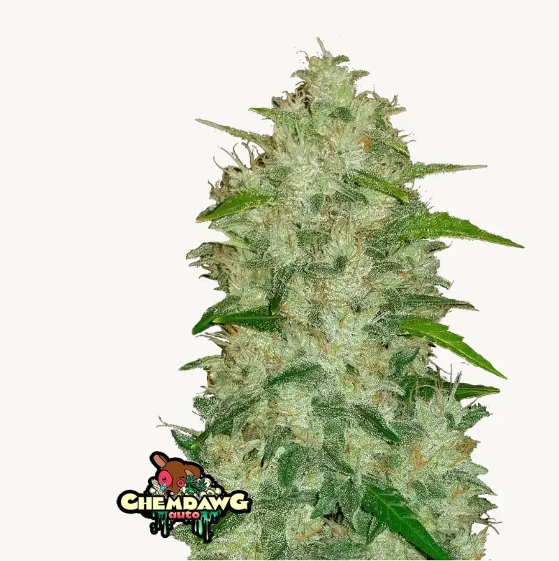 Original Auto Chemdawg — 1