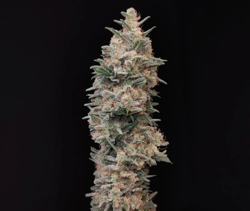 Original Auto Chemdawg — 2