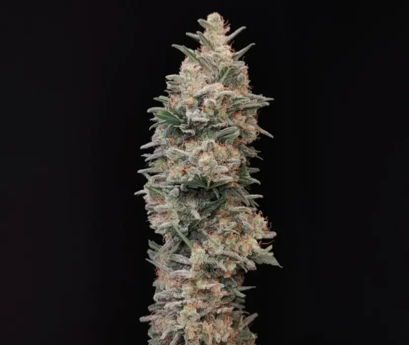 Original Auto Chemdawg — 2