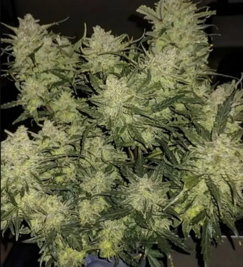 Original Auto Chemdawg — 3