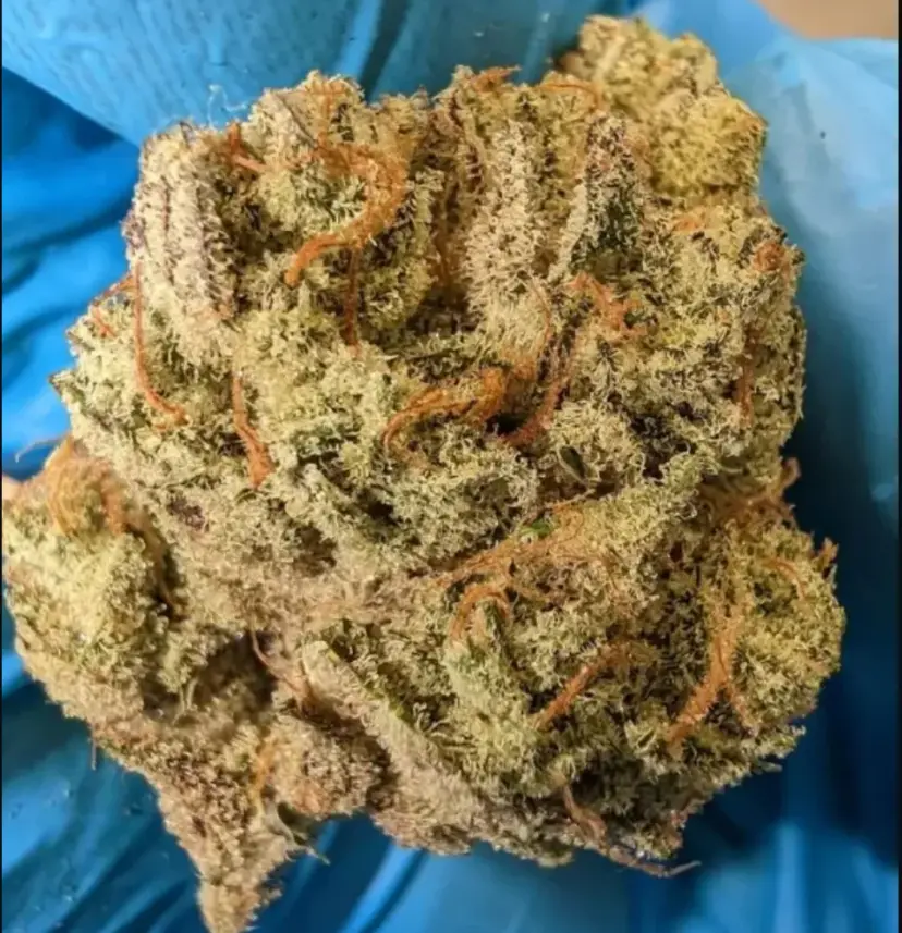 Original Auto Chemdawg — 4