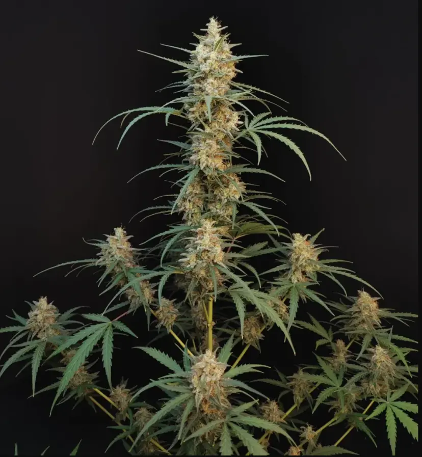 Original Auto Chemdawg — 5
