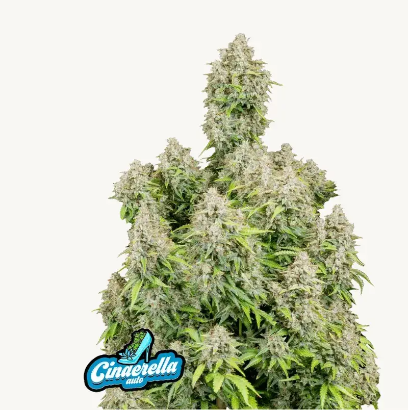 Cinderella Auto — 1